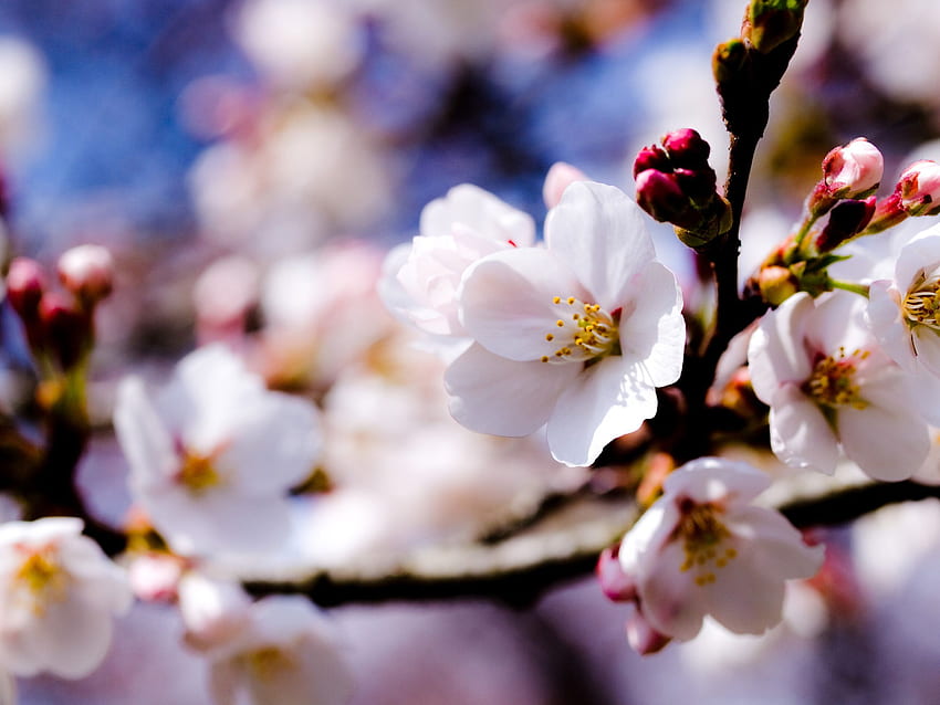 Apple tree white flowers spring ,, 2560X1920 Flower HD wallpaper
