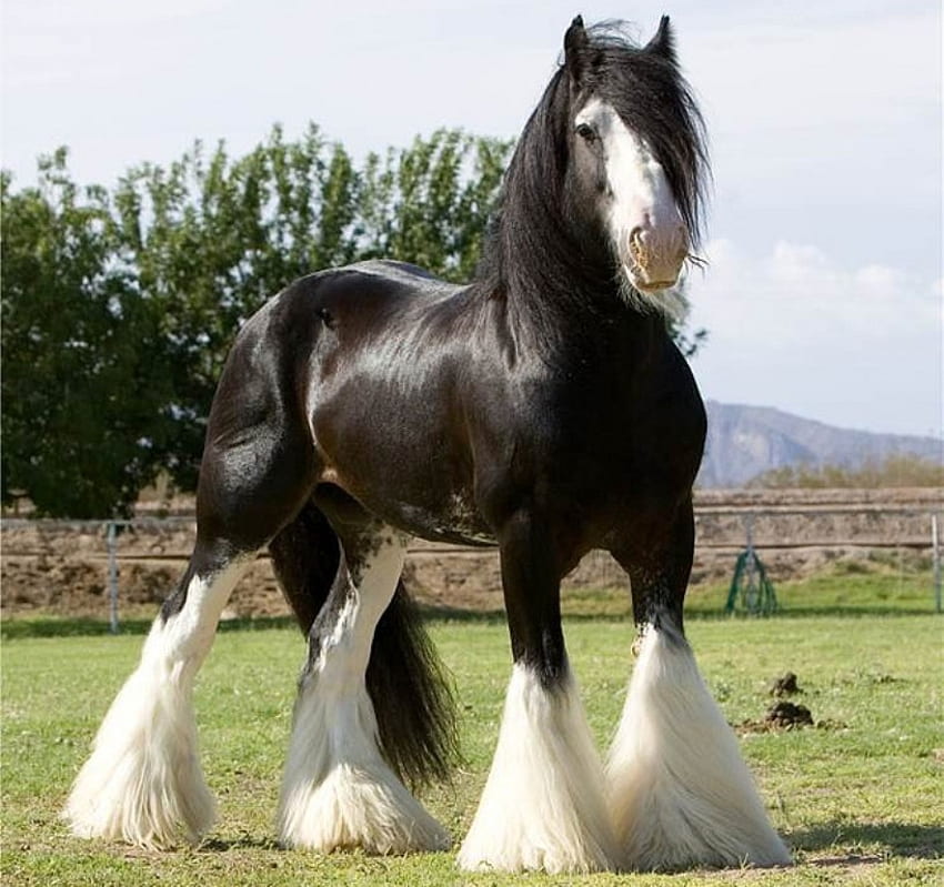 Lindo Cavalo, poderoso, cavalo, égua, garanhão, animais, cavalo, lindo, potro papel de parede HD