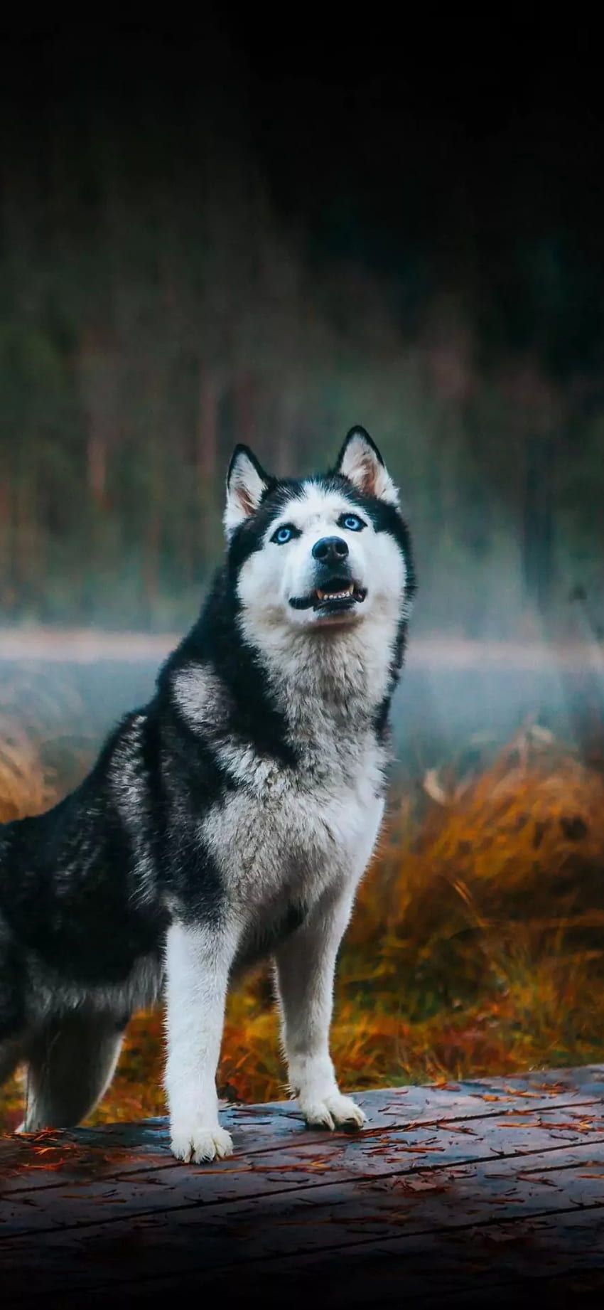 Animal, canidae, wolf HD phone wallpaper