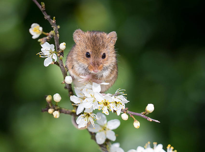 Rato, animal, flor, verde, soricel, roedor, primavera, rato da colheita, flor papel de parede HD