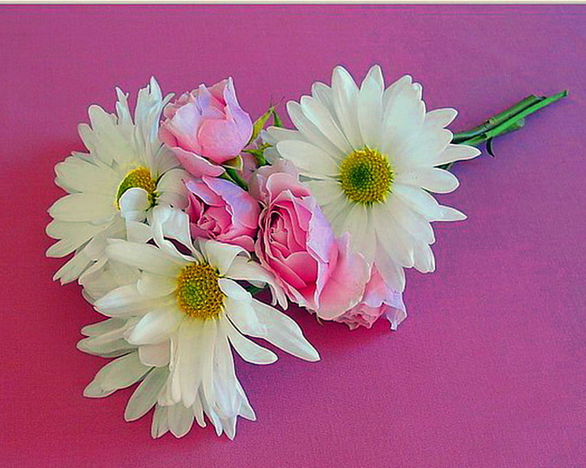 Подарък за Патрис, розово, бяло и жълто, рози, розов фон, подарък, маргаритки HD тапет