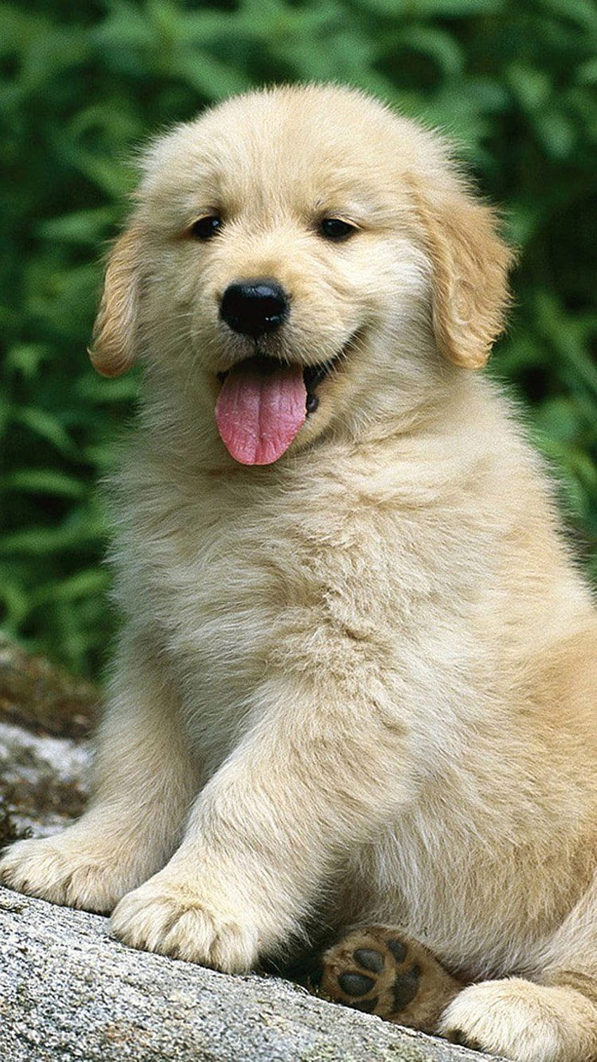 Golden Retriever (Page 3), Golden Retriever Summer HD phone wallpaper