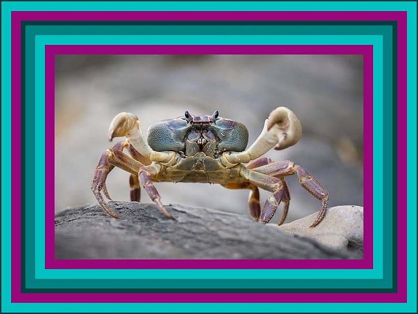 Cute Crab, animal, crab, pinch, sea animal, cute, ocean HD wallpaper