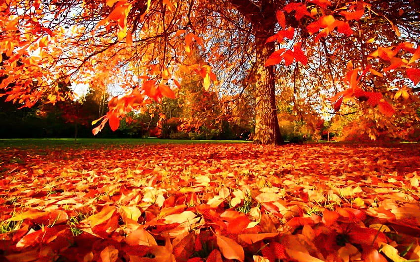 What Season Are You?, The Prettiest Thanksgiving HD wallpaper