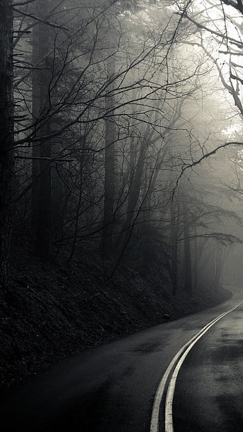 dark forest road wallpaper