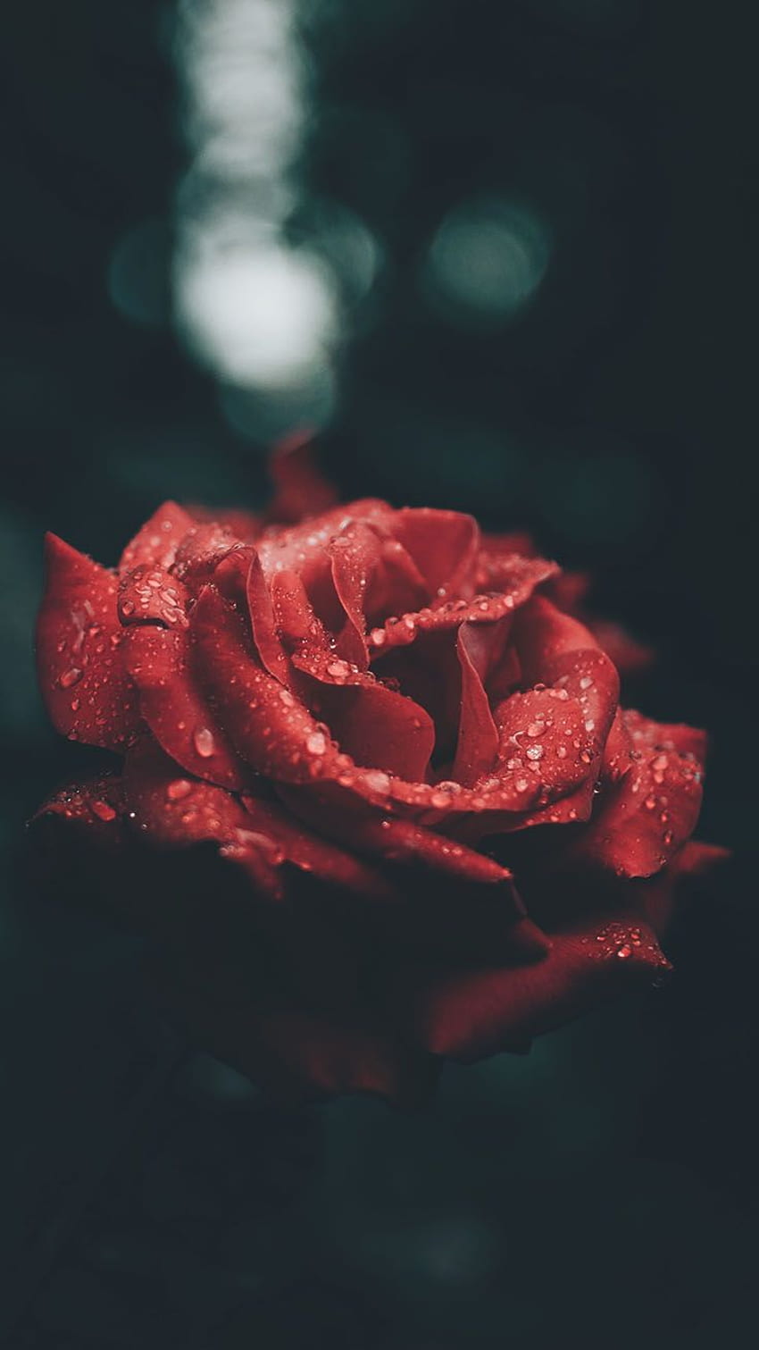 Rose for iphone x HD wallpapers | Pxfuel