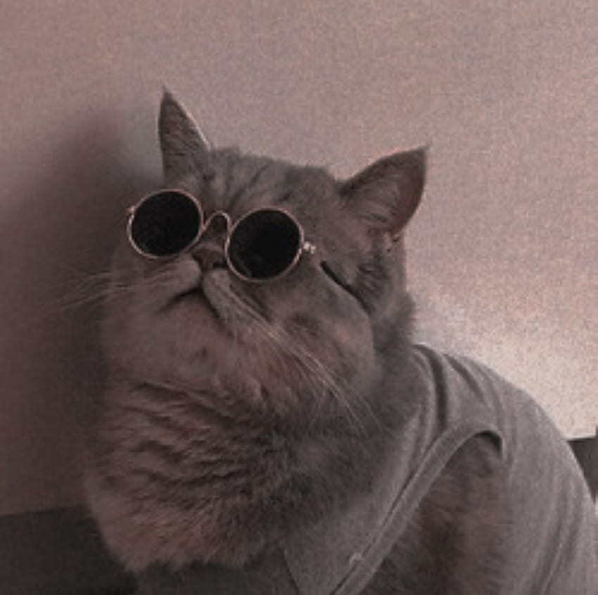 swag cat yeah. Kucing cantik, Piaraan, Gambar kucing lucu HD wallpaper
