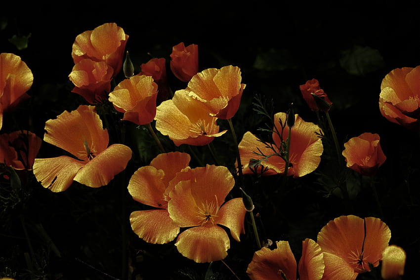 Orange flowers, portrait HD wallpaper