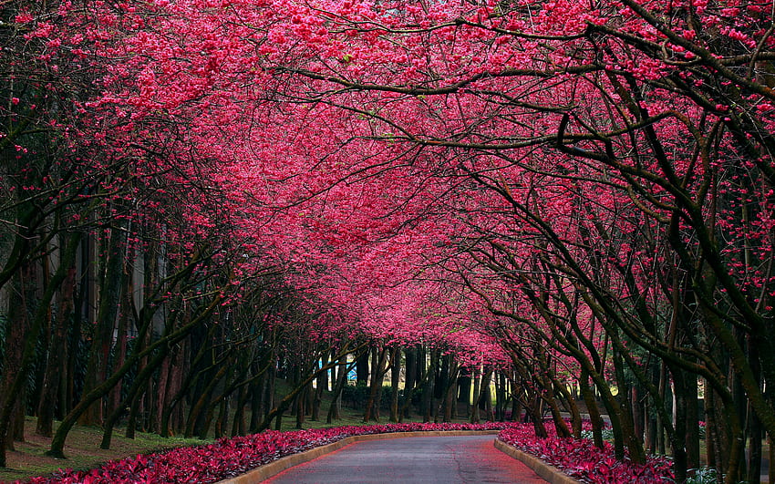 Red Road, road, nature, tree, flower HD wallpaper