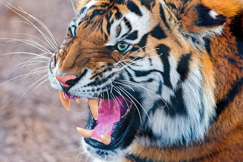 Animals, Aggression, Muzzle, Predator, Tiger HD wallpaper