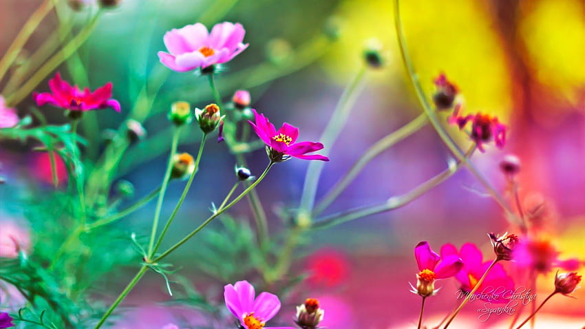 Beautiful for : flowers, Diversity HD wallpaper