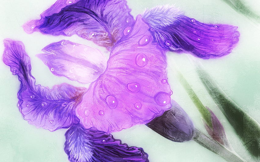 アイリスデュー、クローズアップ、アイリス、滴、自然、花、露、紫色のアイリス 高画質の壁紙