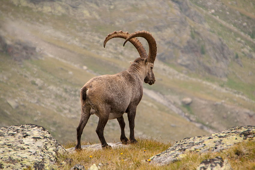 Zwierzęta, góry, rogi, koziorożec alpejski, alpejska koza górska Tapeta HD