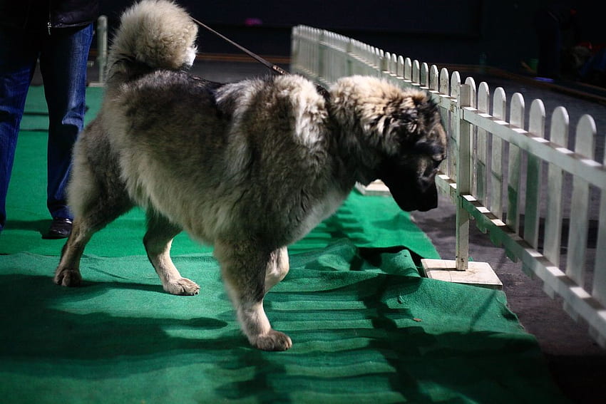 Caucasian Shepherd Dog on the dog show and HD wallpaper