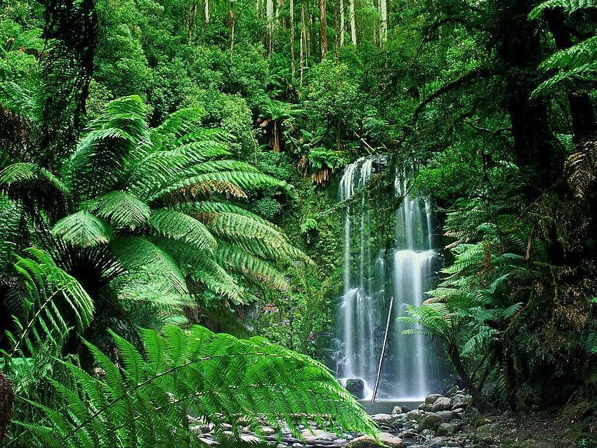 พื้นหลังป่าฝนเขตร้อน 4 (9988) ขนาดเต็ม น้ำตกป่าฝน วอลล์เปเปอร์ HD