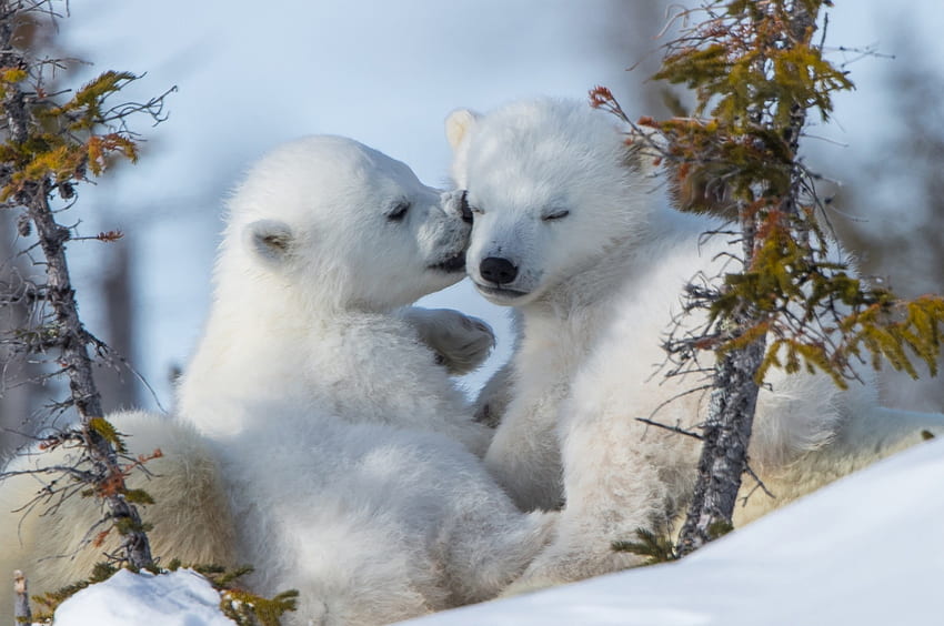 Polar Bears, Cute, Winter, Snow for Chromebook Pixel HD wallpaper