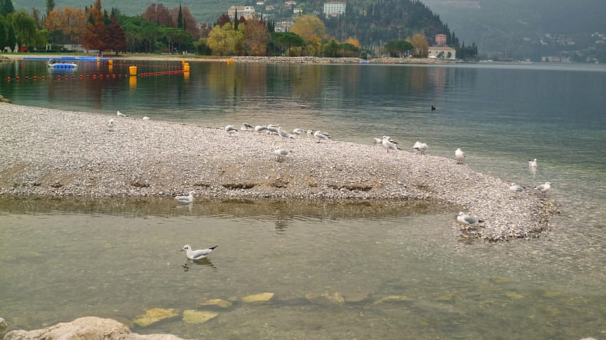 Lake in autumn, landscape, nature, seagulls, clear, water, lake, serenity, beach HD wallpaper