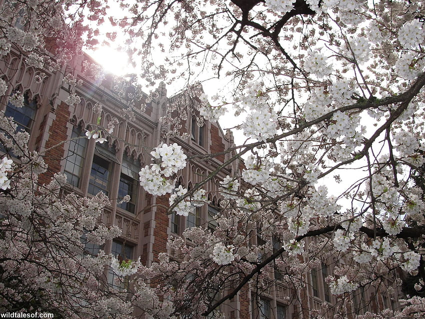 Erstmalige Erfahrung mit Kirschbäumen der University of Washington, Washington Cherry Trees HD-Hintergrundbild