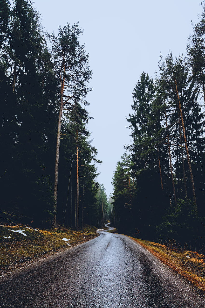 Nature, Trees, Road, Wet, Asphalt, Spring, Sinuous, Winding, Humid HD phone wallpaper