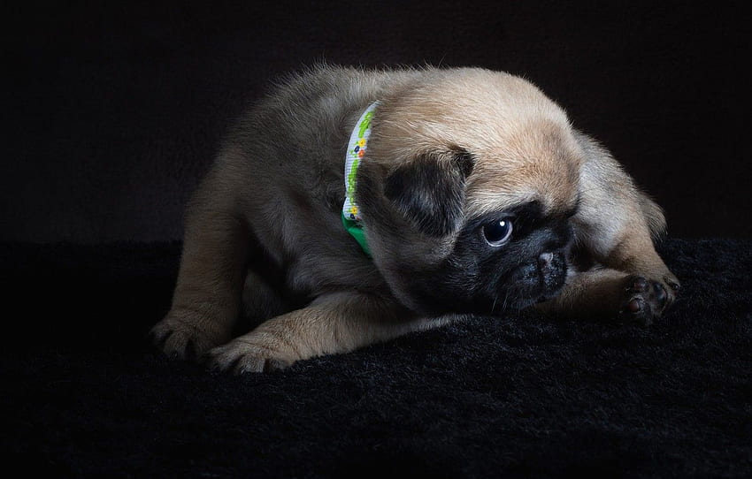 look, pose, the dark background, dog, pile, baby, pug, Baby Pugs HD wallpaper