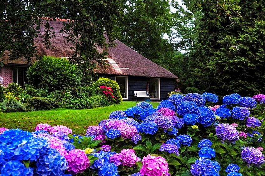 Bellezza Primavera, casa, giardino, colori, bello, primavera, prato, alberi, fiori, bello Sfondo HD