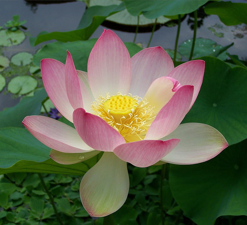 Blumen, Wasser, Blätter, Lotus, Nahaufnahme HD-Hintergrundbild