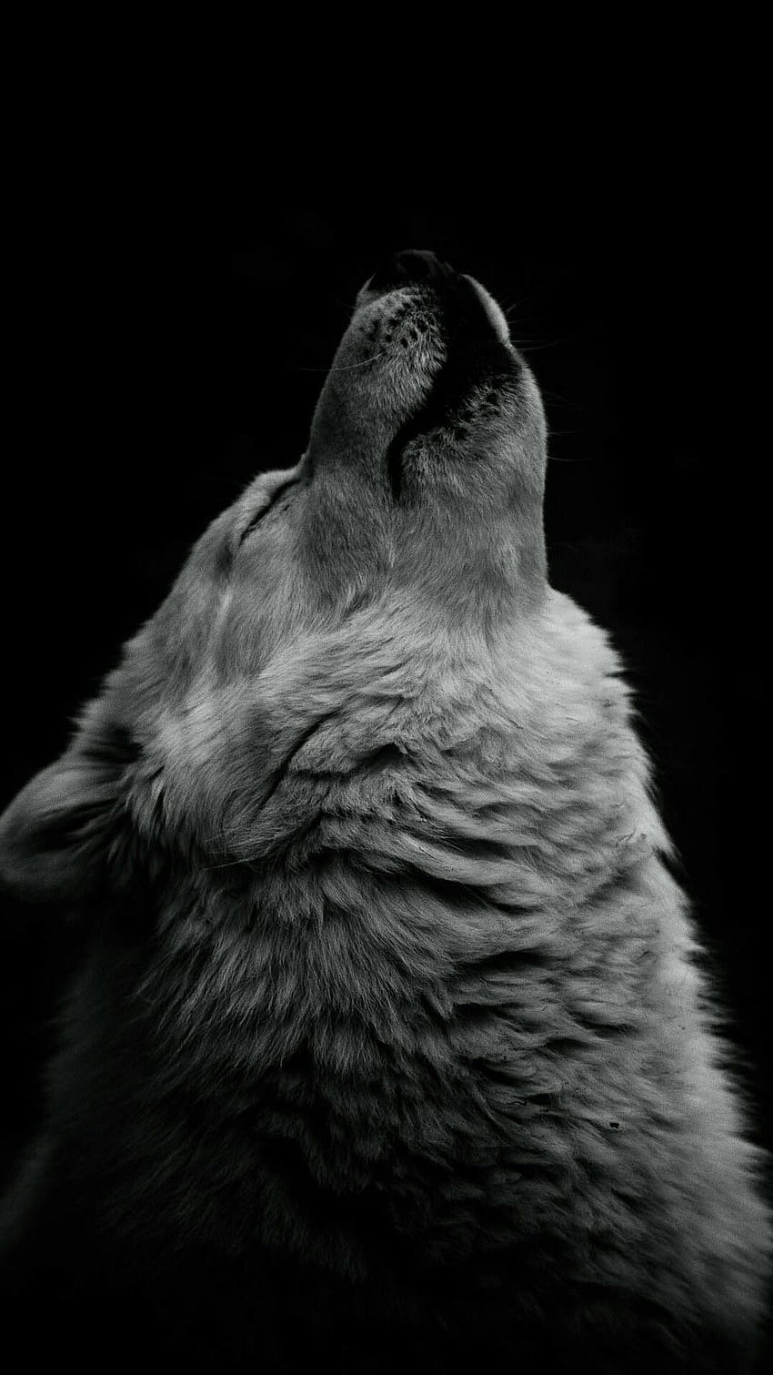 Grauer Wolf iPhone, Wölfe HD-Handy-Hintergrundbild