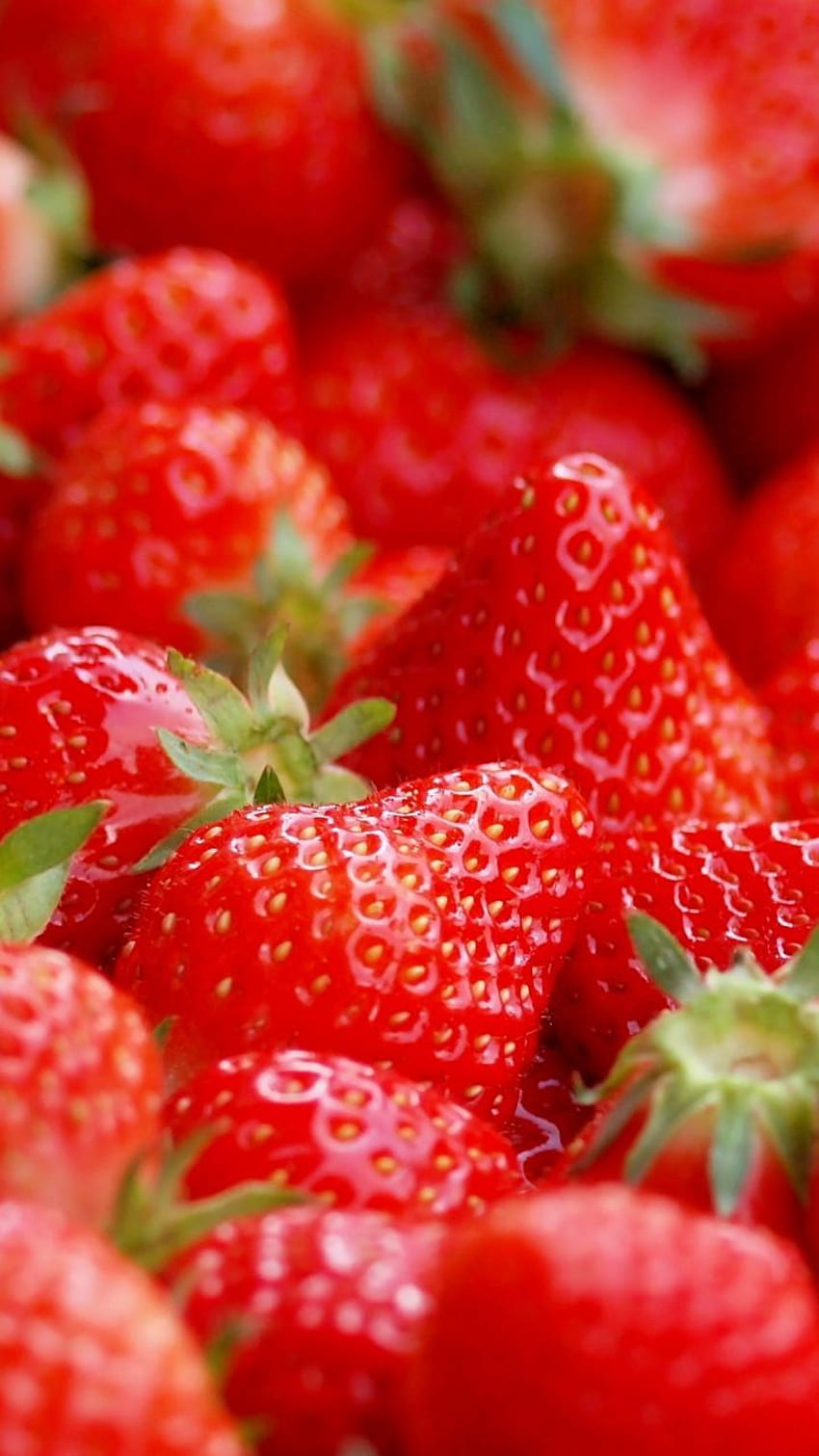 Red, fressh, ripen, strawberry, fruits, . Fruit graphy, Fruit, Strawberry fruit, Colorful Fruits HD phone wallpaper