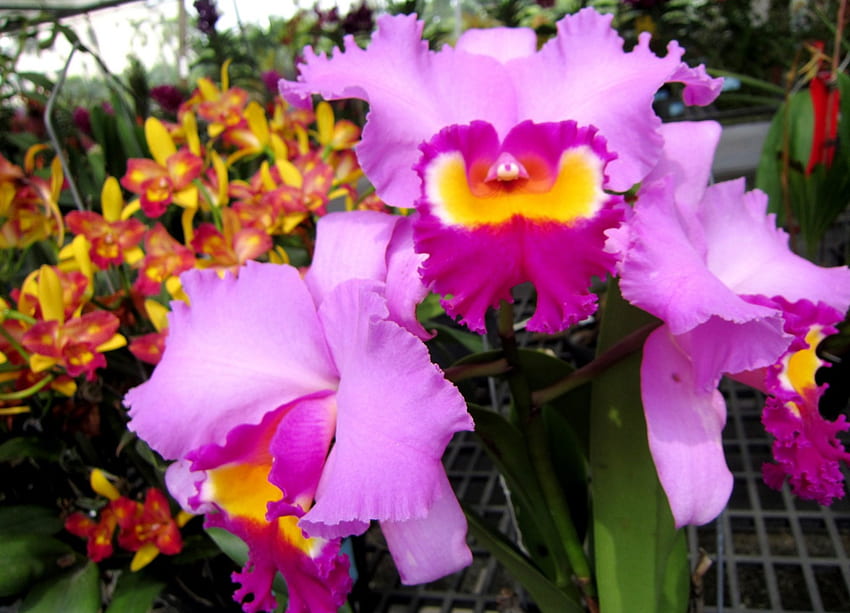 Pretty orchid, colorful, pink, pretty, orchids HD wallpaper | Pxfuel