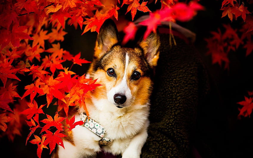 Autumn season cute dog graphy 14 Animal [] for your , Mobile & Tablet. Explore Fall with Dogs. Halloween , Thanksgiving HD wallpaper