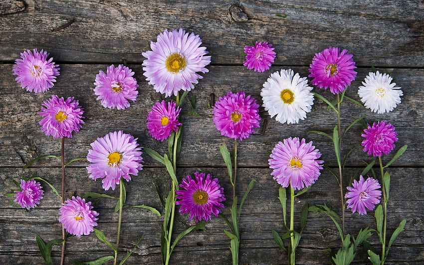 Pink asters, table, graphy, everlasting, purple, aster, pink, wood, wall, nature, flowers, excellence HD wallpaper
