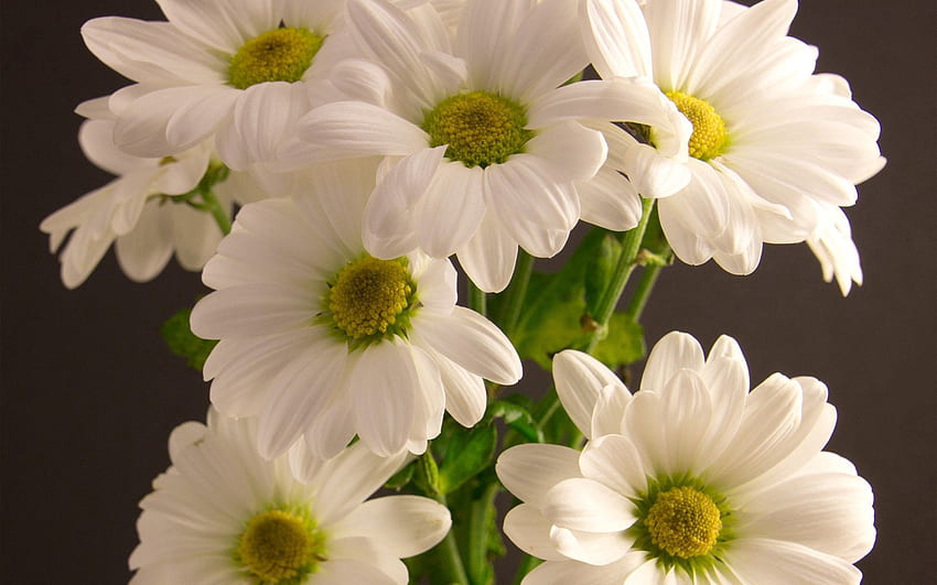 Blumen, Blütenblätter, Blumenstrauß HD-Hintergrundbild