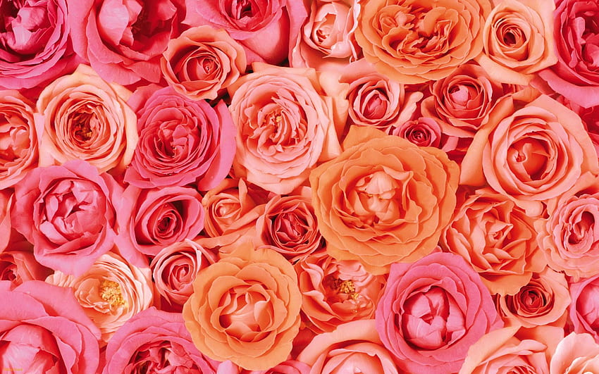 Px 핑크 로즈, 오렌지 미학을 위한 핑크 꽃 모빌 HD 월페이퍼