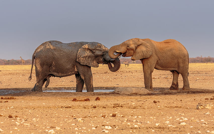 elephants, wildlife, wild animals, African elephant, Africa HD wallpaper