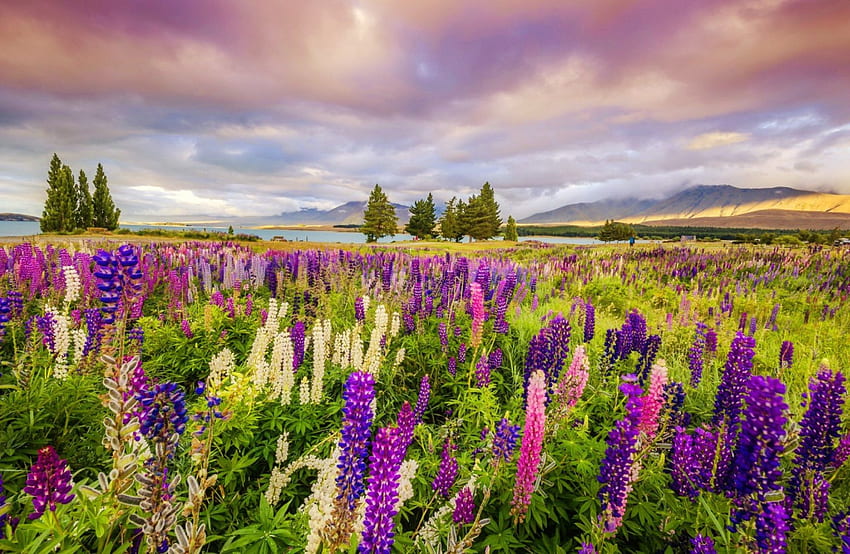 Bidang lupin, warna-warni, lanskap, padang rumput, indah, bunga liar, cantik, lapangan, lupin, langit, indah Wallpaper HD