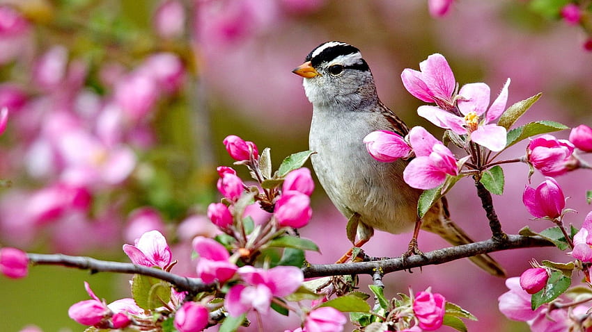 kleiner Vogel hockt auf Baumast, rosa Tiere HD-Hintergrundbild