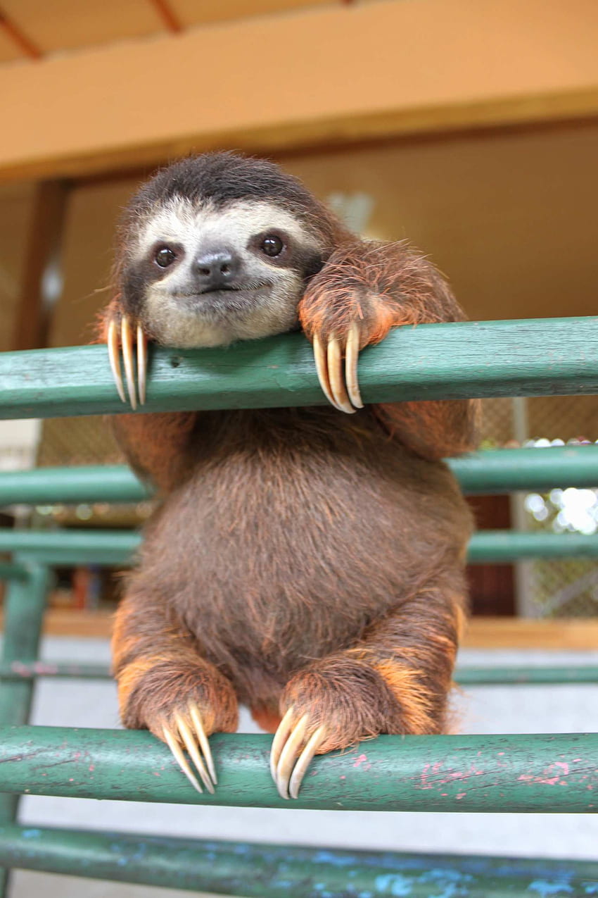Baby Sloth, Kawaii Sloth HD phone wallpaper