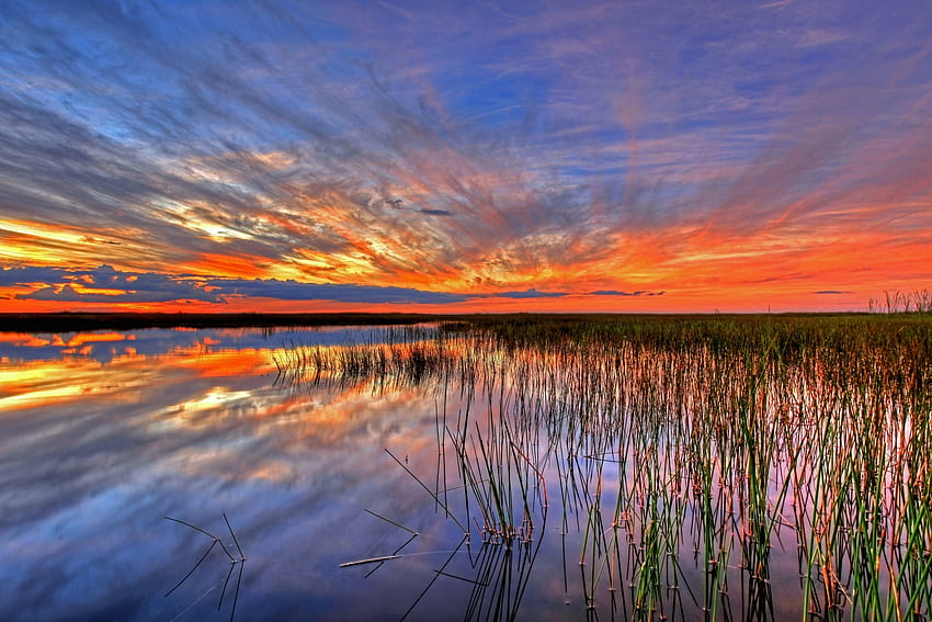 Nature, Swamp, Usa, United States, Florida, Everglades HD wallpaper