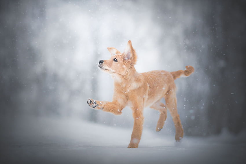 Medium Short Coated Beige Puppy, Winter, Snow, Dog, Animals HD wallpaper