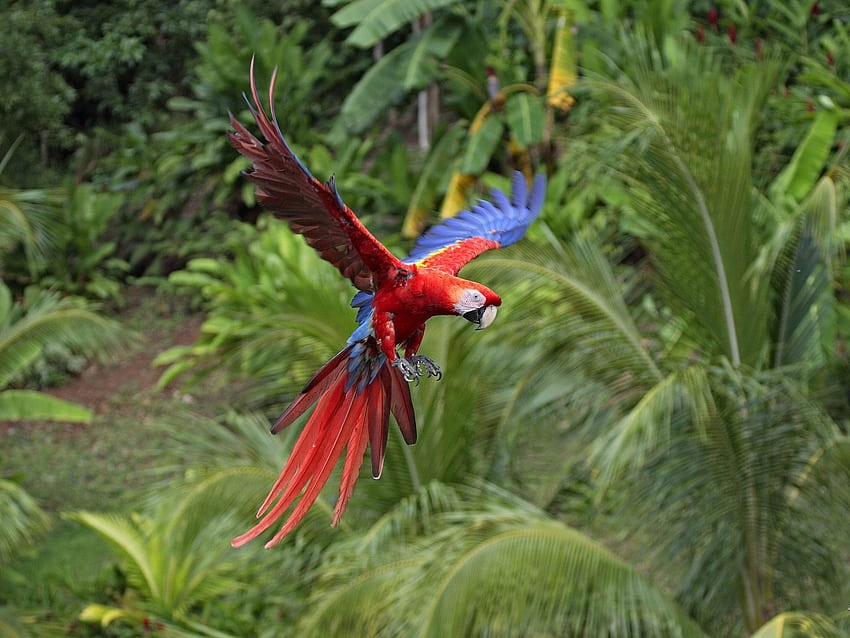 flying parrot, color, bird, animals, trees, flying, parrot HD wallpaper