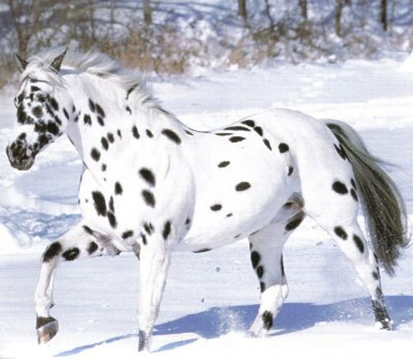 Appaloosa, horse, stallion, animals, cavalo HD wallpaper
