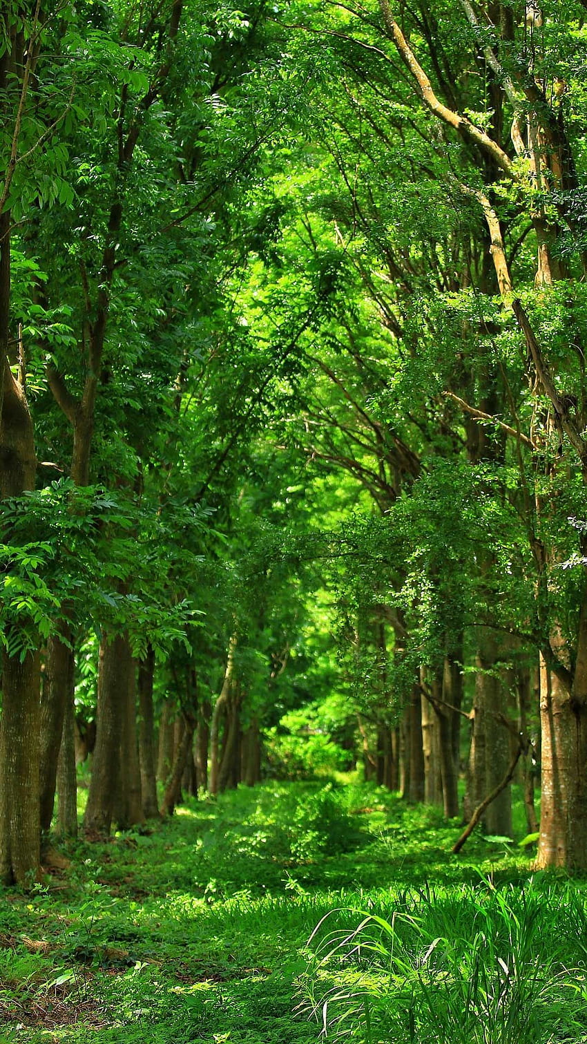 Tło telefonu lasu, piękny las Tapeta na telefon HD
