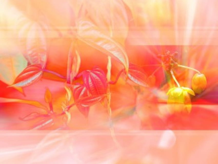 Изящни венчелистчета, листа, цветя, светещи HD тапет