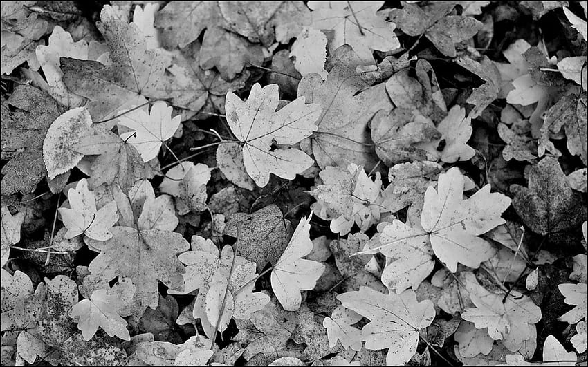 Black and White Leaves (Page 1), Black and White Leaf HD wallpaper | Pxfuel