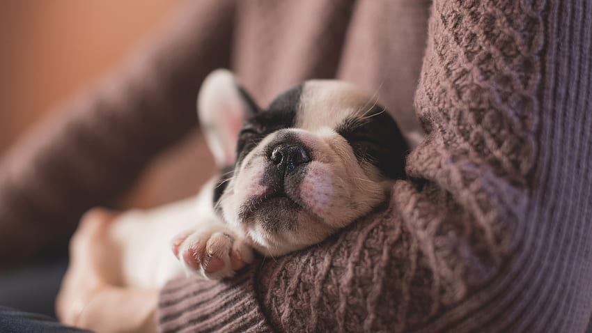 Puppy, sweet, animal, dog, cute, arms, caine, sleep HD wallpaper