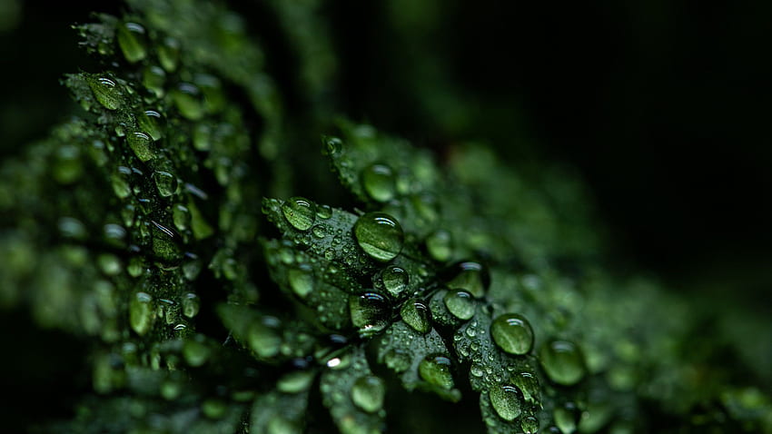 Foglie, Gocce di pioggia, Scuro, Pianta, Goccioline, Natura, Pioggia di foglie verdi Sfondo HD
