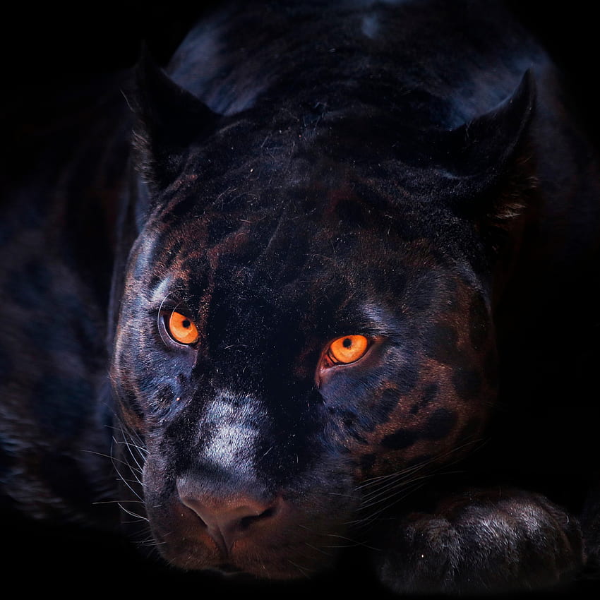 黒豹、暗い背景、野生の猫、怖い、ネコ科の動物、動物、黒豹動物 HD電話の壁紙
