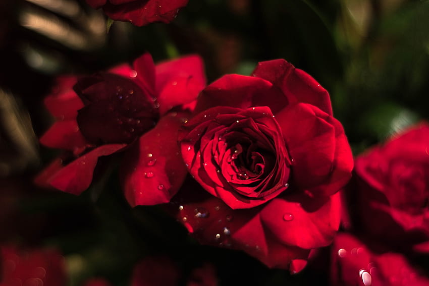 Red Roses, Flowers, Roses, Petals, Red HD wallpaper