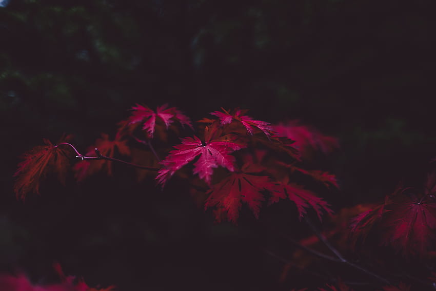 Leaves, Dark, Wood, Tree HD wallpaper