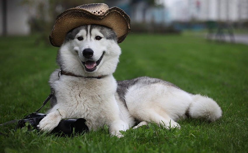 Husky, grass, hat, camera HD wallpaper